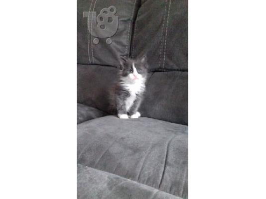 PoulaTo: Πωλούνται γατάκια Maine Coon